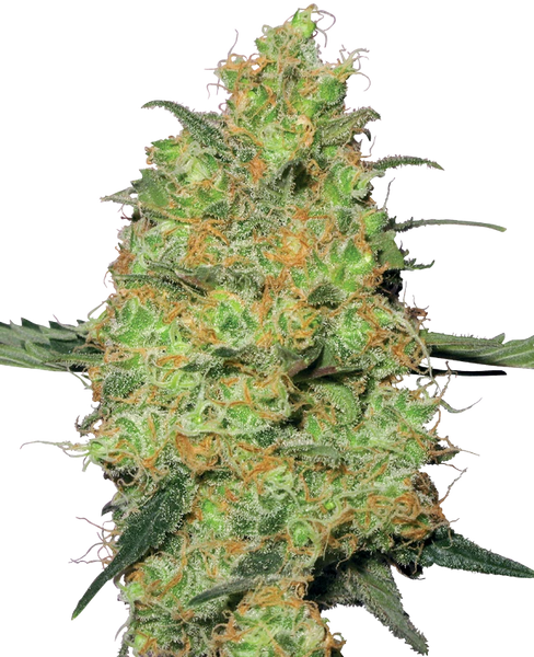 Semi di Master Kush Femminizzati della White Label