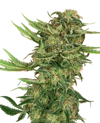 Semi di N13 Kush Femminizzati