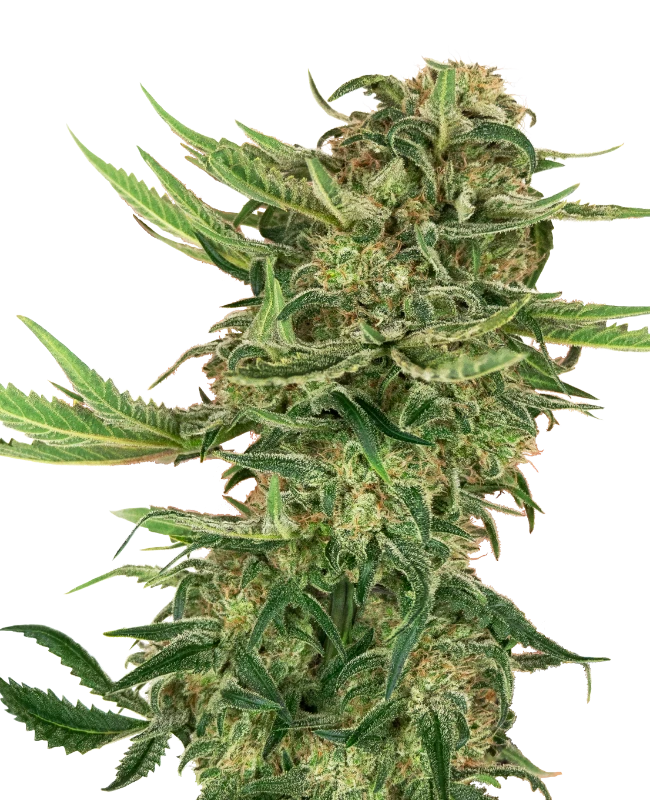 Semi di N13 Kush Femminizzati
