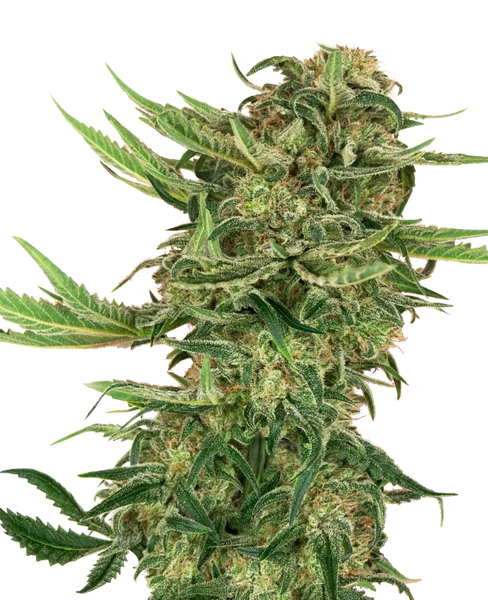 Semi di N13 Kush Femminizzati