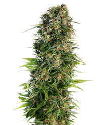 Semi di Hindu Kush Autofiorenti