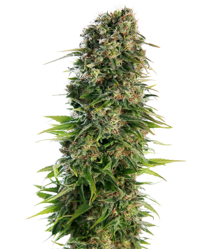 Semi di Hindu Kush Autofiorenti