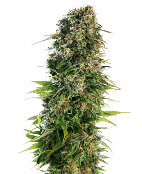 Semi di Hindu Kush Autofiorenti