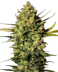 Semi di Master Kush Autofiorenti della White Label