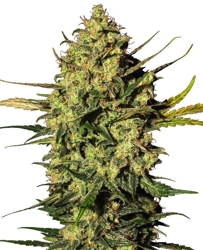 Semi di Master Kush Autofiorenti della White Label