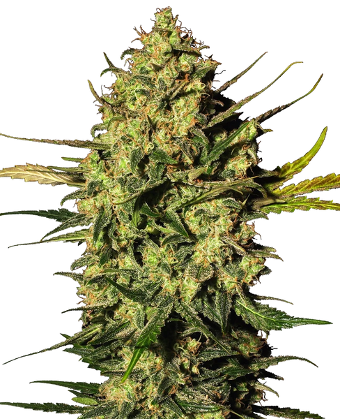 Semi di Master Kush Autofiorenti della White Label