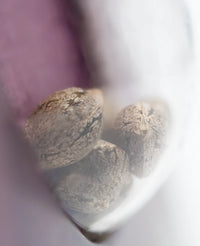 Semi di Skunk #1 Femminizzati