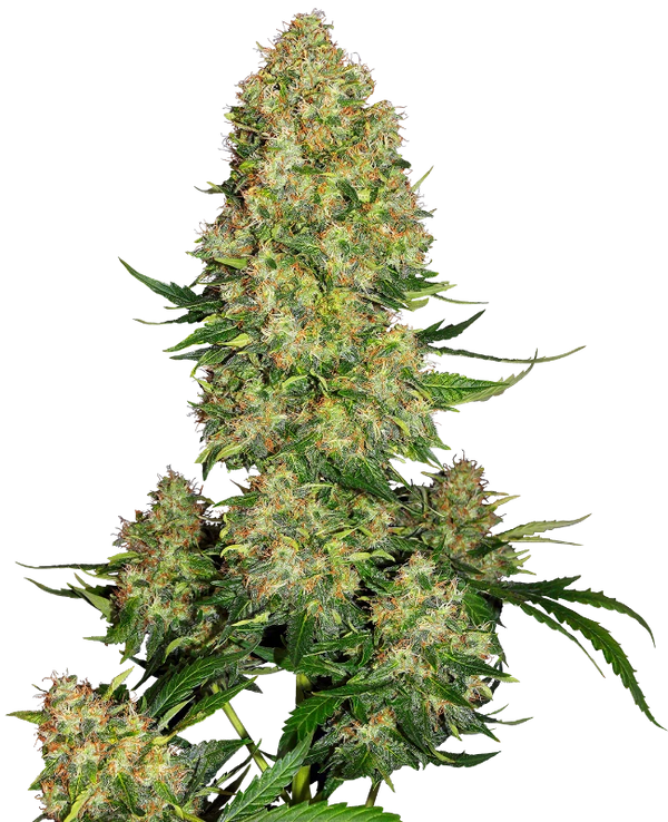 Semi di Skunk #1 Autofiorenti