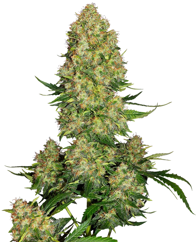 Semi di Skunk #1 Autofiorenti