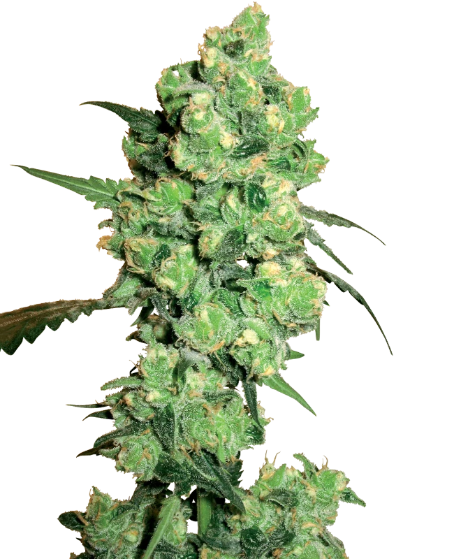 Semi di Super Skunk Femminizzata della White Label
