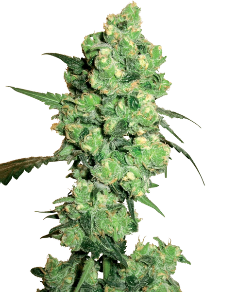 Semi di White Skunk Femminizzati della White Label