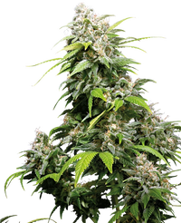 Semi di California Indica Femminizzati