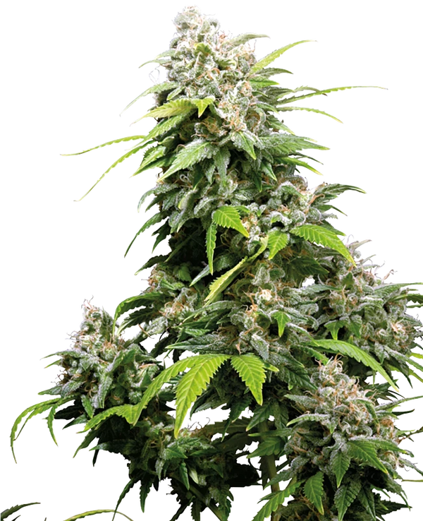 Semi di California Indica Femminizzati