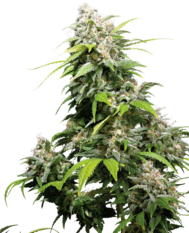 Semi di California Indica Femminizzati