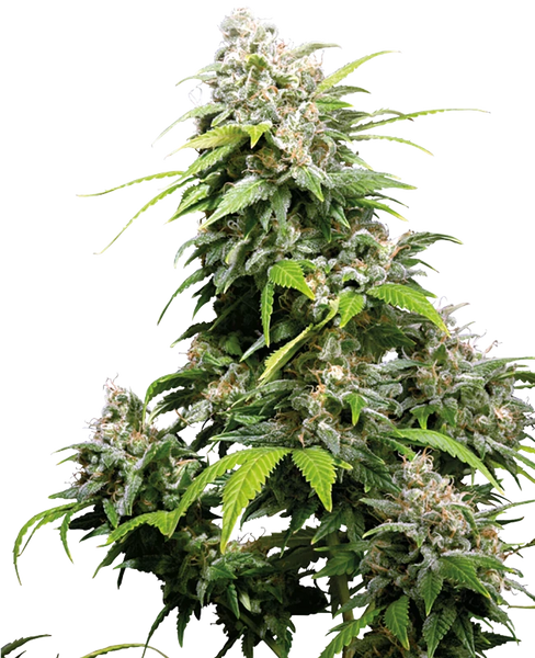 Semi di California Indica Femminizzati