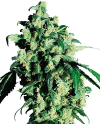 Semi di Super Skunk Femminizzati