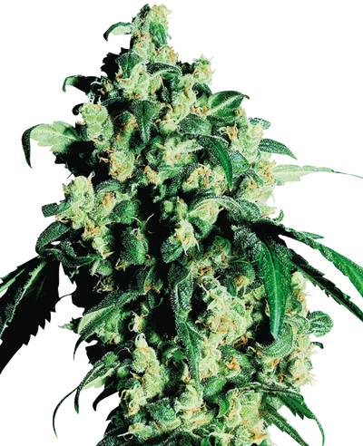 Semi di Super Skunk Femminizzati