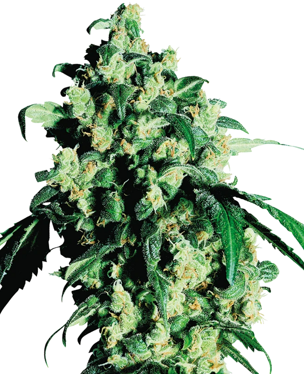 Semi di Super Skunk Femminizzati