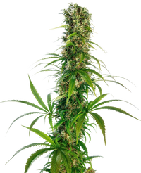 Semi di cannabis Michka® Femminizzati