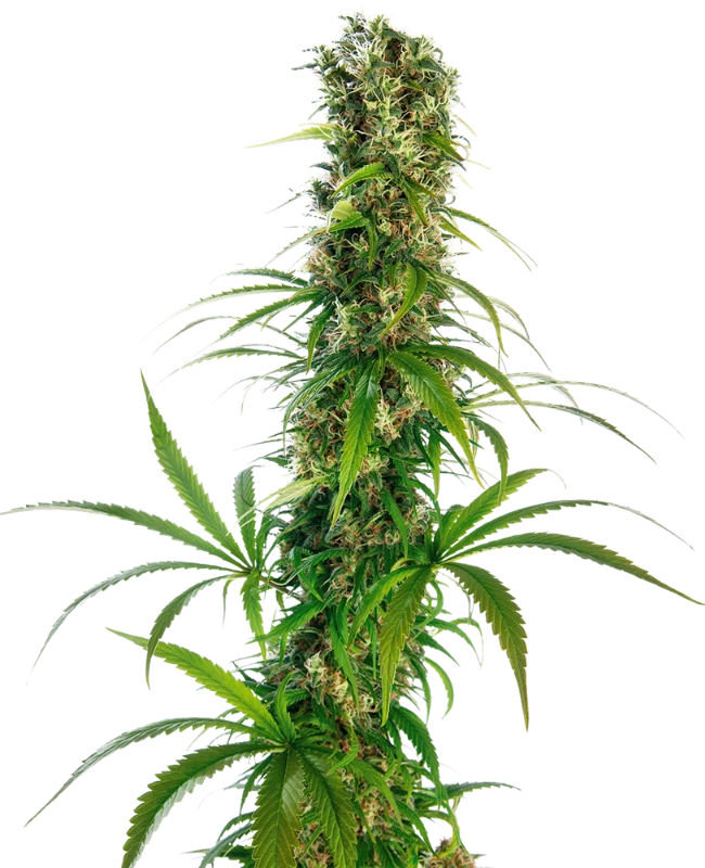 Semi di cannabis Michka® Femminizzati