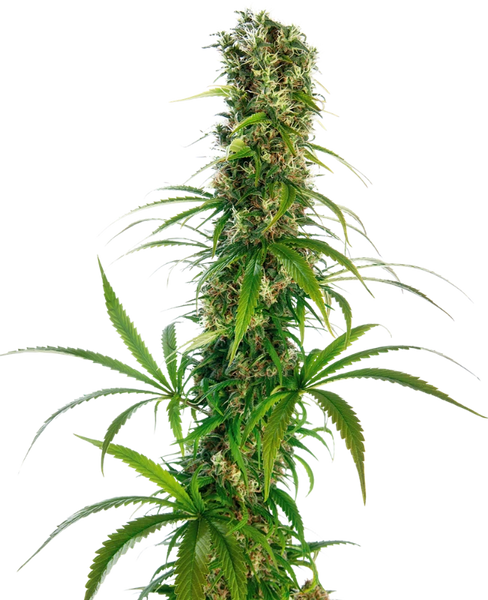 Semi di cannabis Michka® Femminizzati