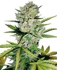 Semi di Super Skunk Autofiorenti di White Label
