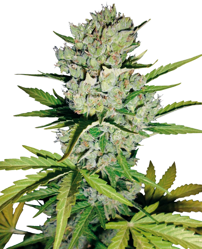 Semi di Super Skunk Autofiorenti di White Label