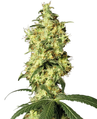 Semi di White Widow Autofiorenti della White Label
