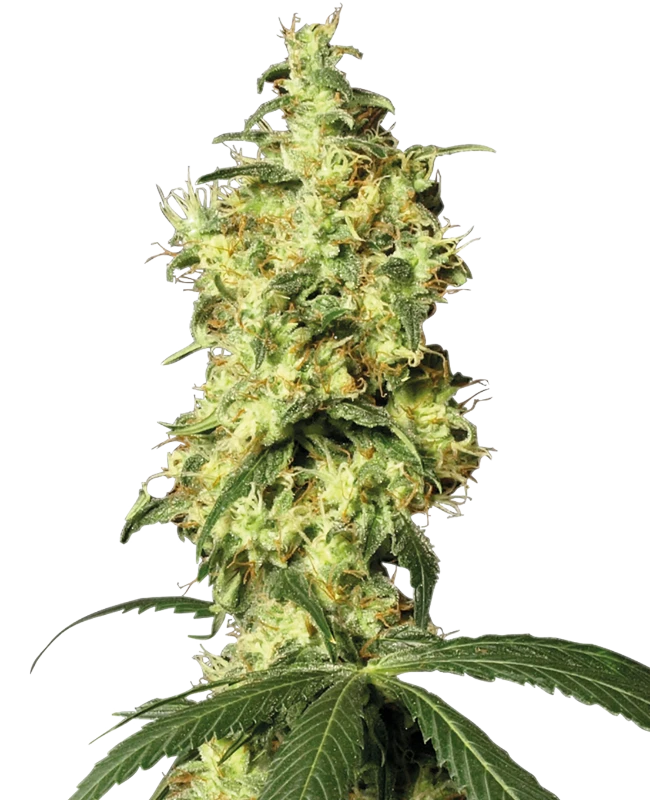 Semi di White Widow Autofiorenti della White Label