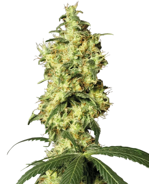 Semi di White Widow Autofiorenti della White Label