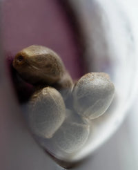 Semi di Early Skunk Femminizzati
