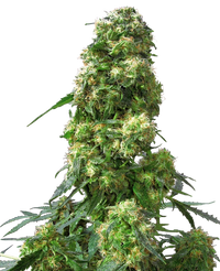 Semi di Early Skunk Femminizzati