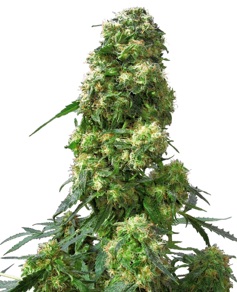 Semi di Early Skunk Femminizzati