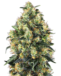 Semi di Super Skunk Autofiorente