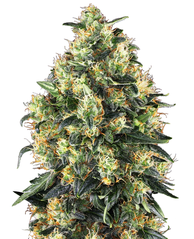 Semi di Super Skunk Autofiorente