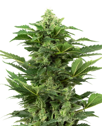 Semi di Afghan Pearl CBD Autofiorenti