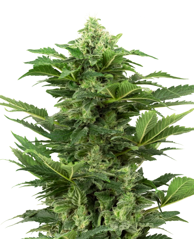 Semi di Afghan Pearl CBD Autofiorenti