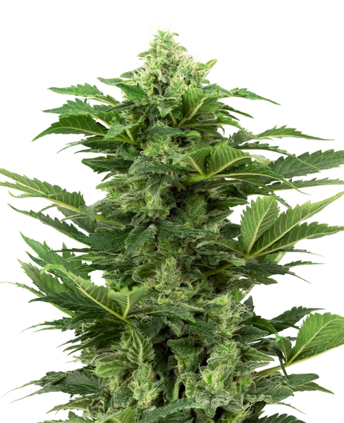 Semi di Afghan Pearl CBD Autofiorenti