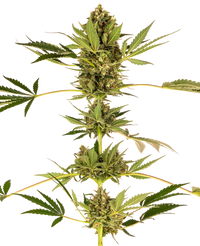 Semi di Himalayan CBD Feminizzati