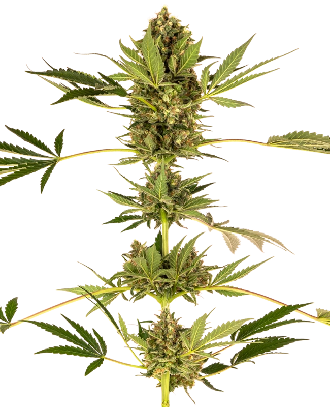 Semi di Himalayan CBD Feminizzati