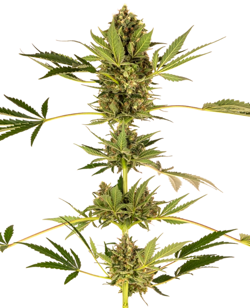 Semi di Himalayan CBD Feminizzati