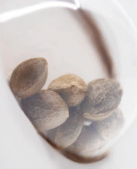 Semi di Master Kush Regolari della White Label