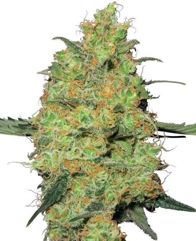 Semi di Master Kush Regolari della White Label
