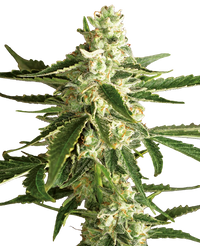 Semi di White Diesel Haze Autofiorenti della White Label