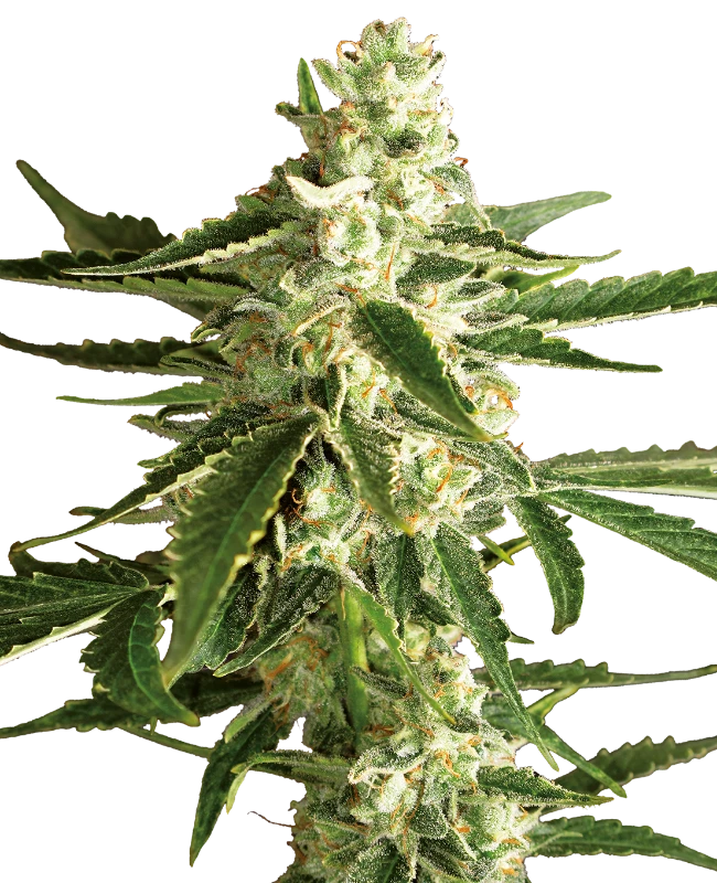 Semi di White Diesel Haze Autofiorenti della White Label