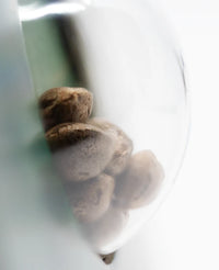 Semi di Ruderalis Indica Regolari