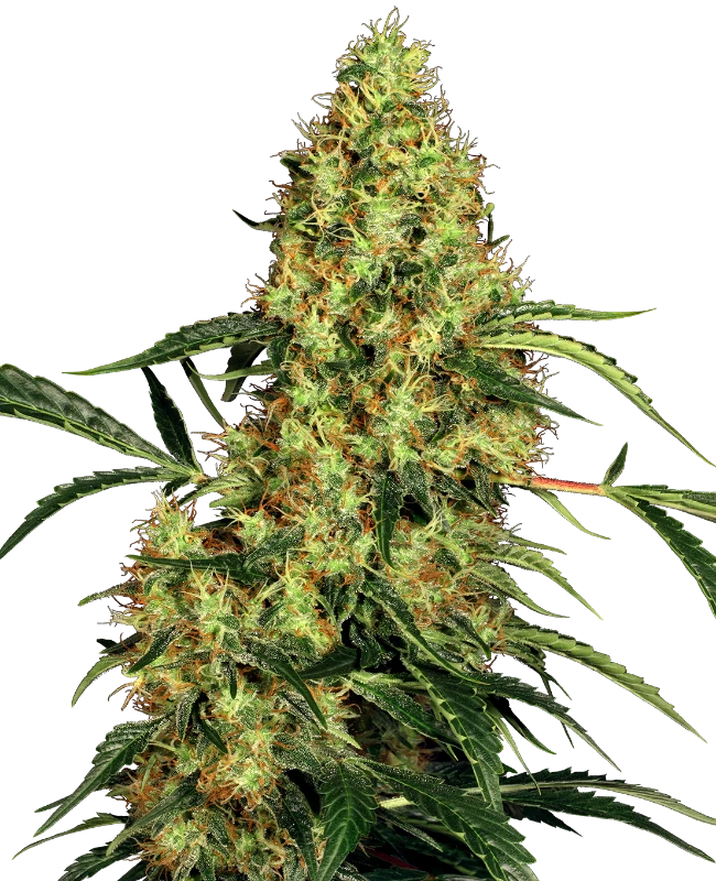 Semi di Mexican Sativa Regolari
