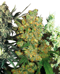 Semi di Feminized Mix Femminizzati