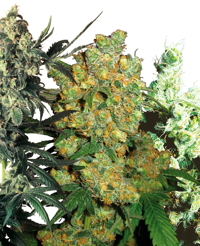 Semi di Feminized Mix Femminizzati