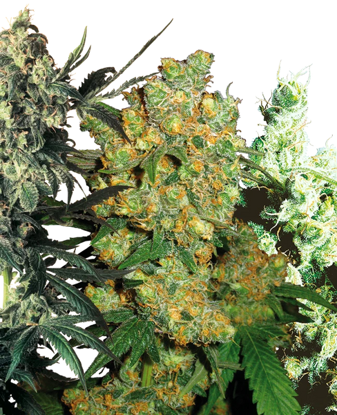 Semi di Feminized Mix Femminizzati